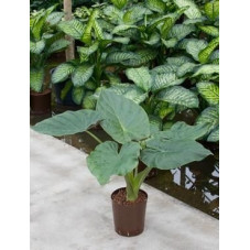 Alocasia wentii