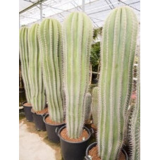 Pachycereus pringlei  -...