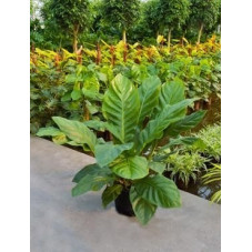 Anthurium jungle king