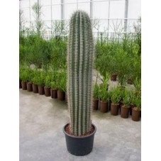 pachycereus prenglei 160 cm