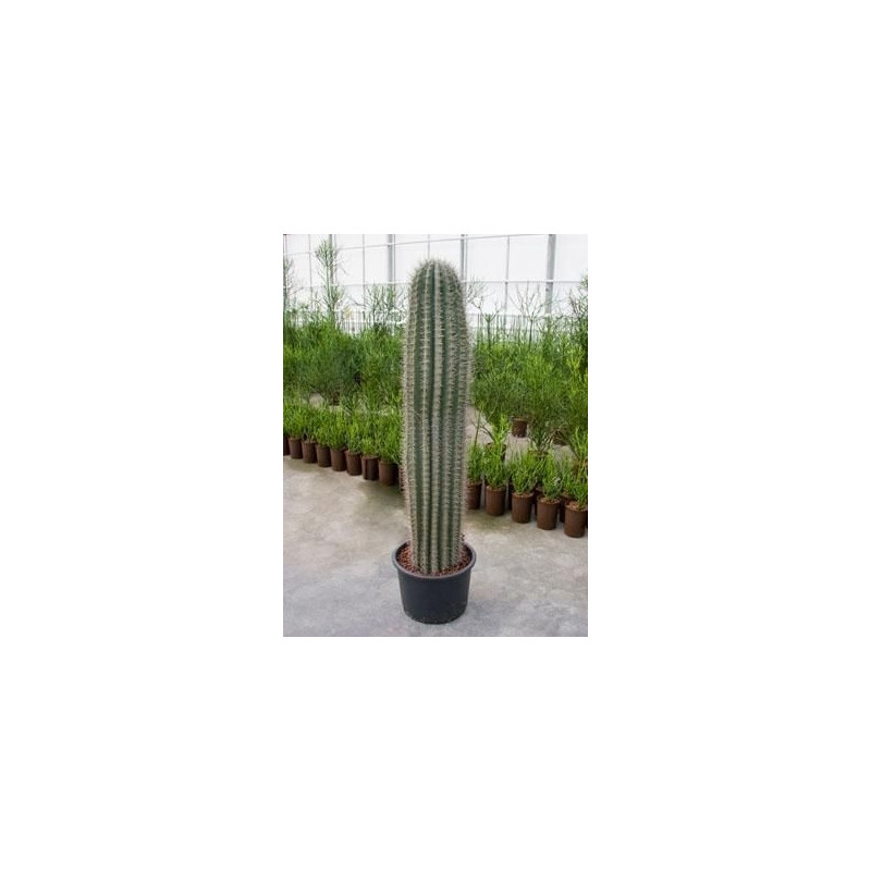 pachycereus prenglei 160 cm