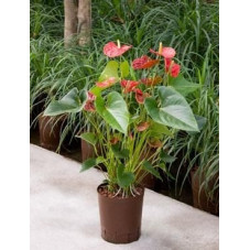 Anthurium sierra