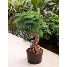 Araucaria cunninghamii 80 cm