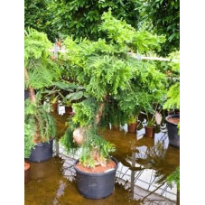 Araucaria cunninghamii -...