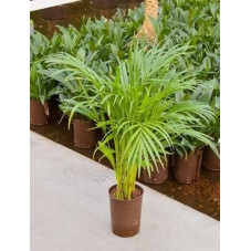 Areca lutescens  - 70 cm