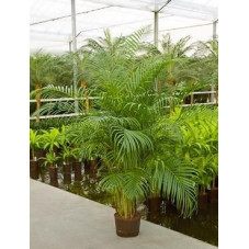 Areca lutescens  -  160 cm