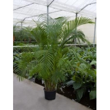 Areca lutescens  - 200 cm