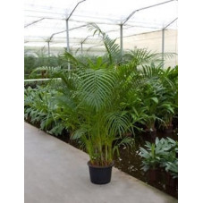 Areca lutescens  -  350 cm