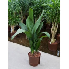 Aspidistra eliator