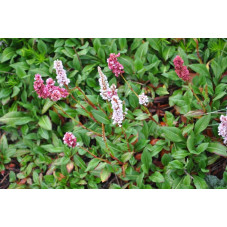 Polygonum affine