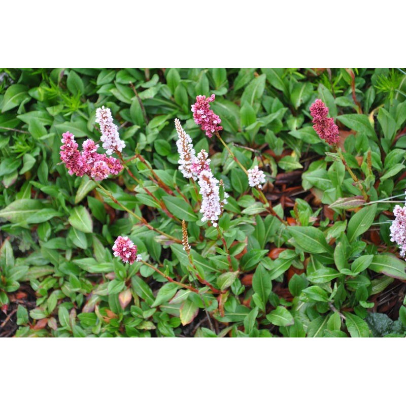 Polygonum affine