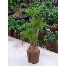 Beaucarnea recurvata - 80 cm