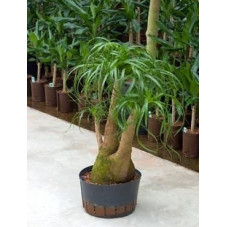 Beaucarnea recurvata - 90 cm