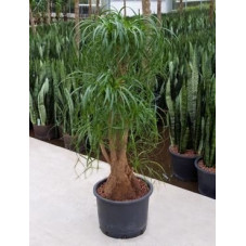 Beaucarnea recurvata - 140 cm