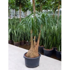 Beaucarnea recurvata - 150 cm