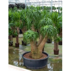 Beaucarnea recurvata - 190 cm