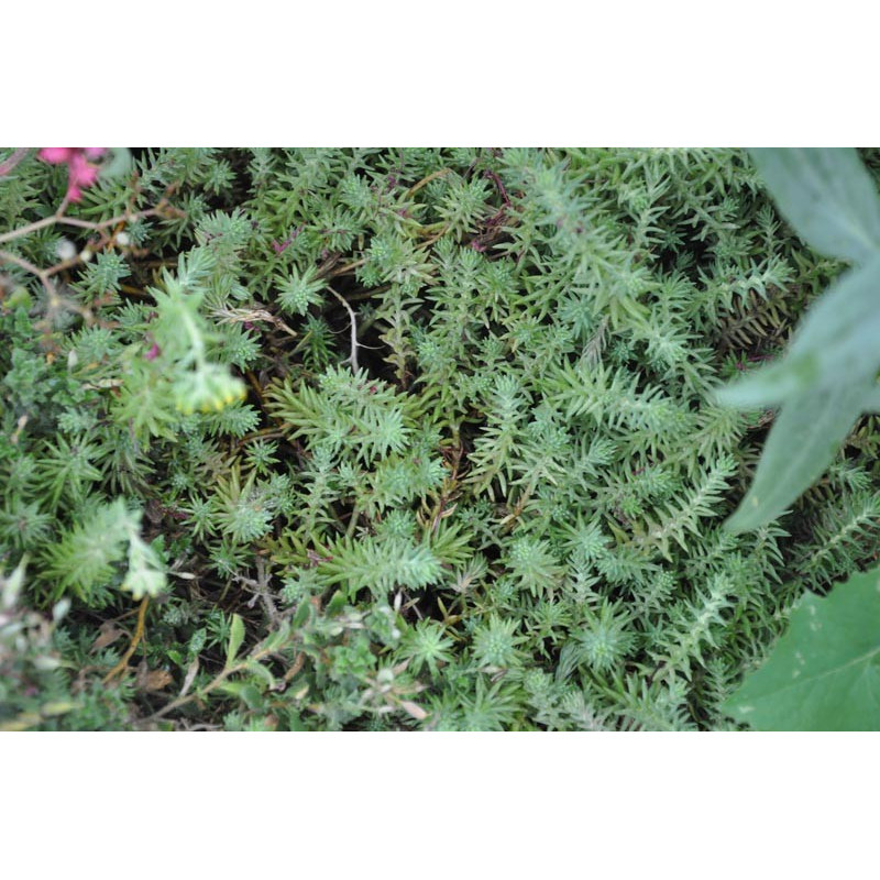 Sedum reflexum