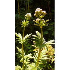 Valeriana  officinalis