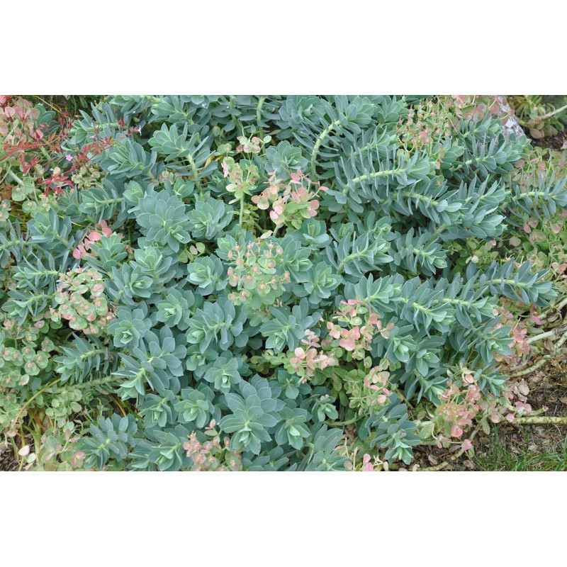 Euphorbia rigida