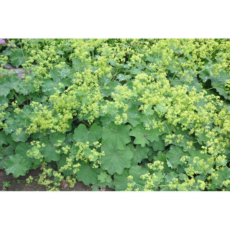 Alchemilla mollis