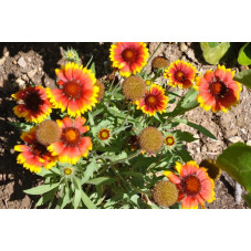 Gaillardia gaillarde