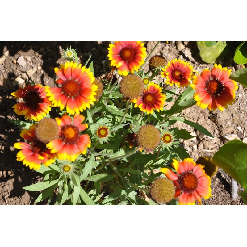 Gaillardia gaillarde