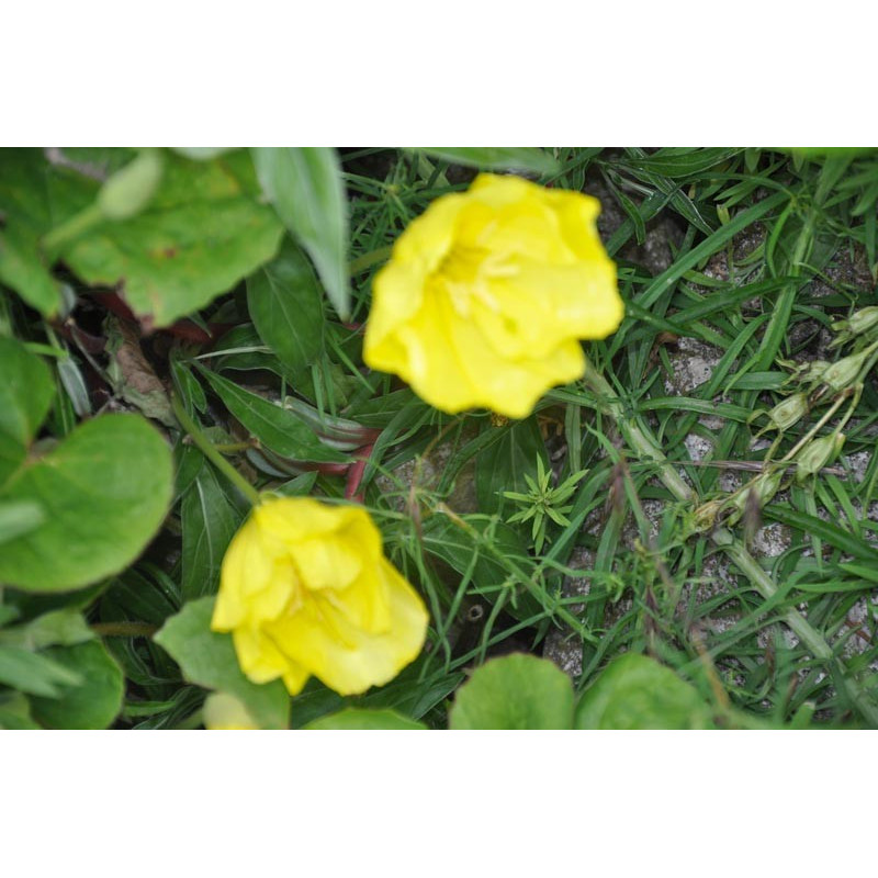 Oenothera macrocarpa