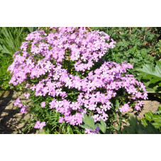 Phlox