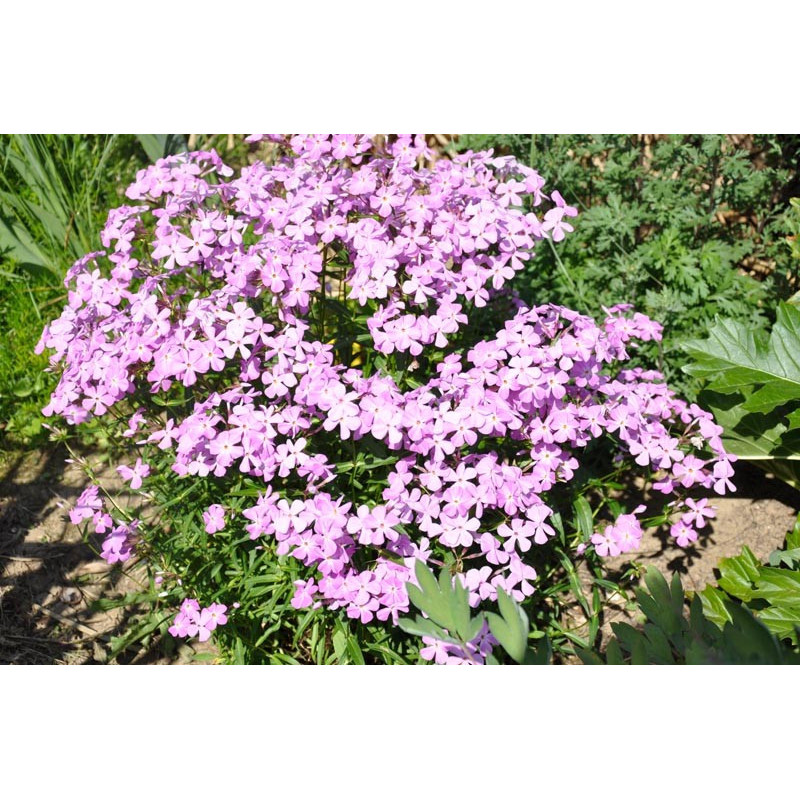Phlox Phlox