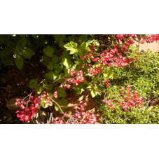 Heuchera sanguinea