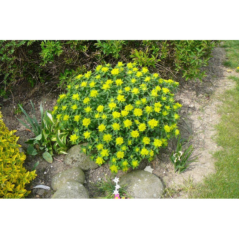 Euphorbia polychroma