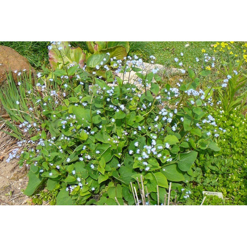 Brunnera macrophylla Brunnera macrophylla