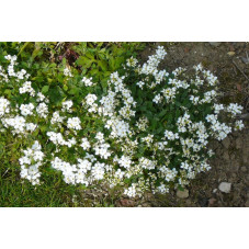 Arabis caucase (corbeille d'argent)