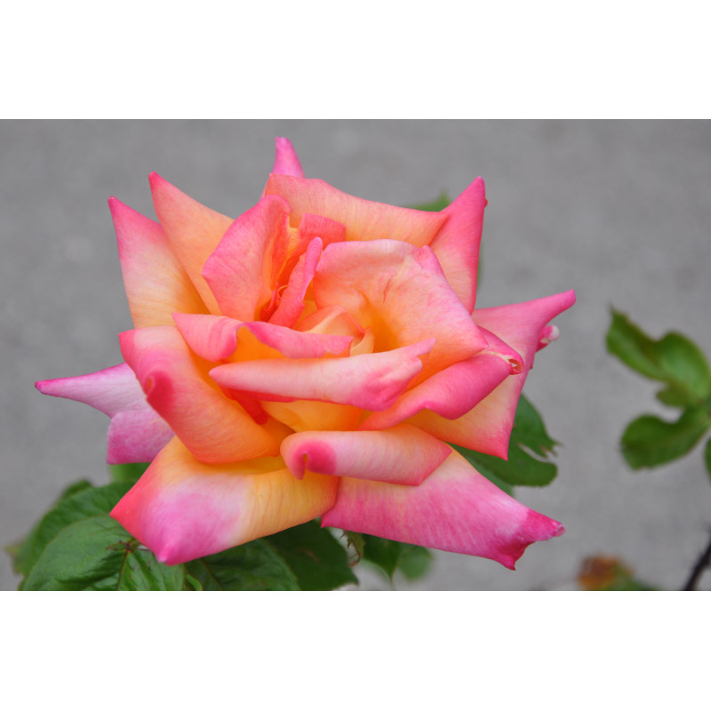 vente de rosier rose et jaune - grosses fleurs - Picadilly
