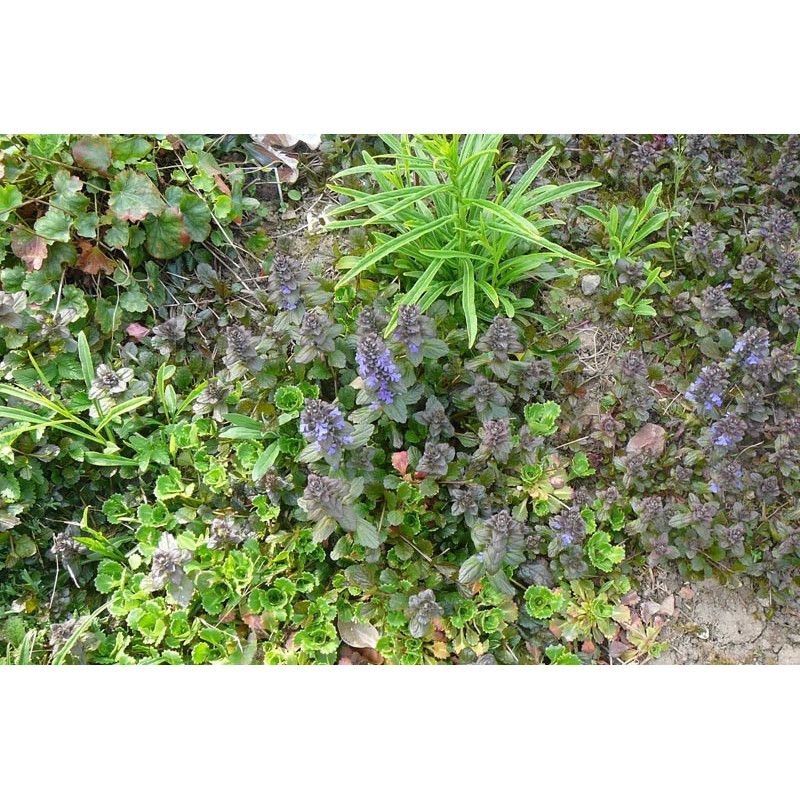 Ajuga reptans