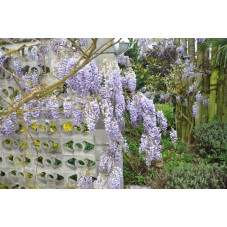 Glycine de Chine