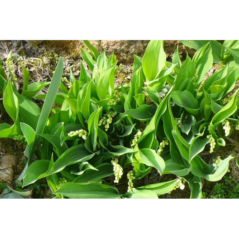 Convallaria majalis ( muguet )