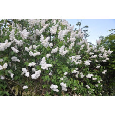 lilas blanc Mme Lemoine arbuste