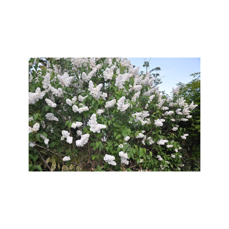 vente de lilas (syringa vulgaris)