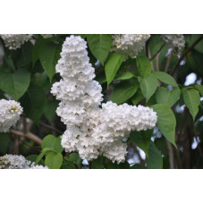 lilas blanc Mme Lemoine fleurs