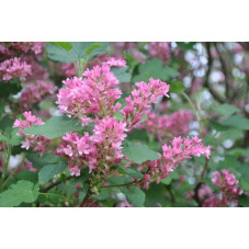 groseiller à fleurs - ribes sanguineum