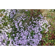 Phlox nain 