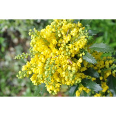 fleurs du mahonia