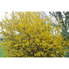 forsythia intermedia en fleurs - floraison en mars