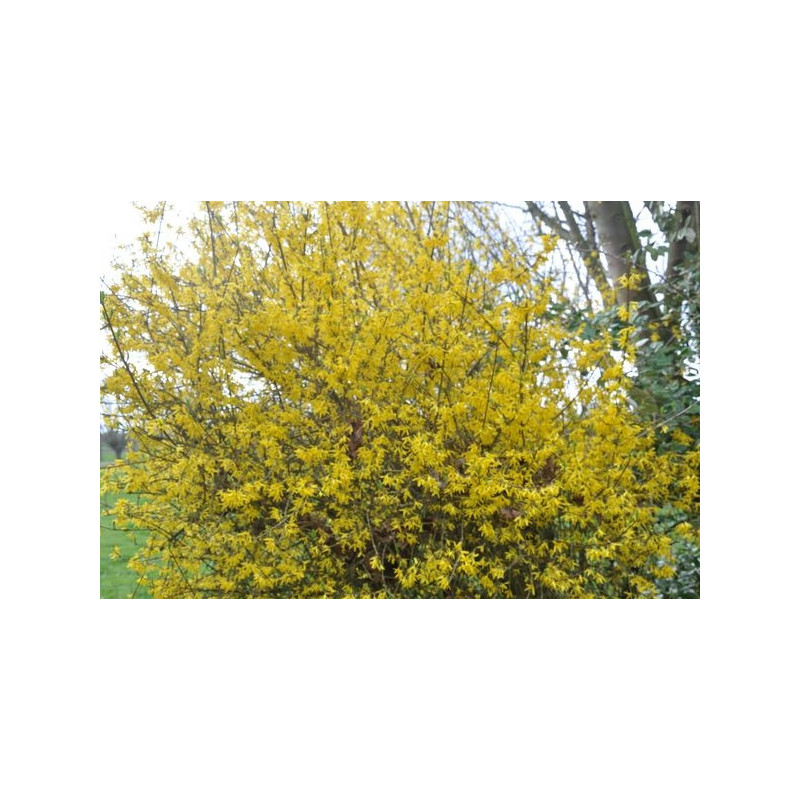 forsythia intermedia en fleurs - floraison en mars