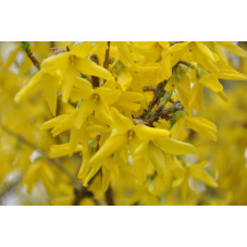 fleurs du forsythia intermedia