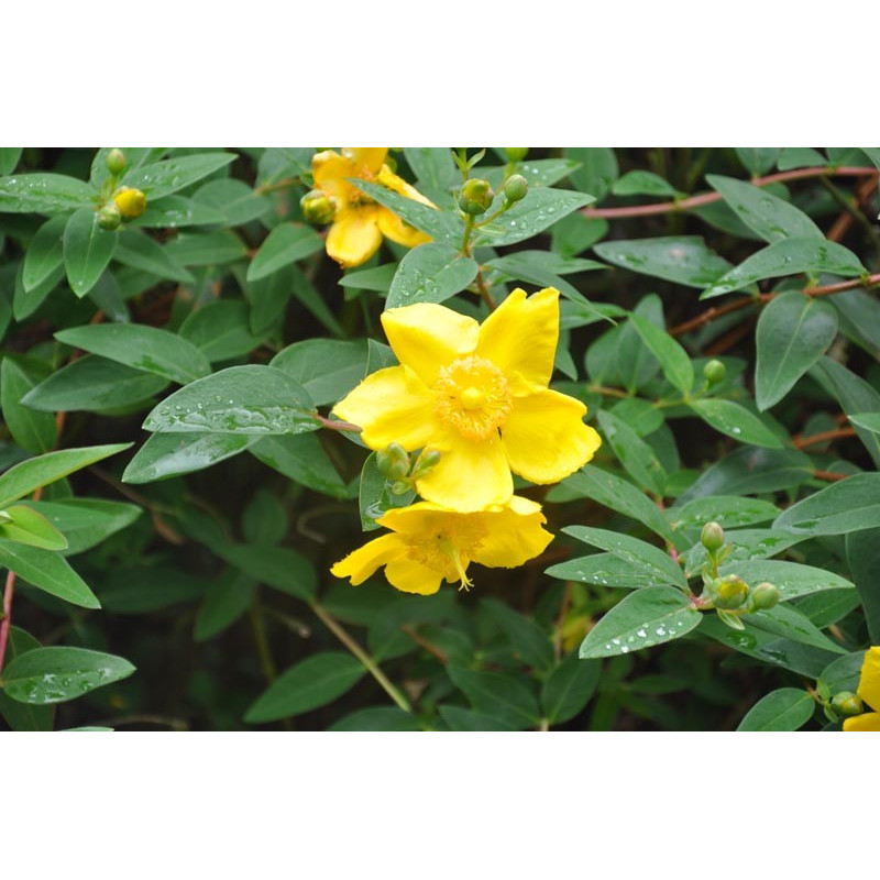 Hypericum calycinum ( millepertuis )