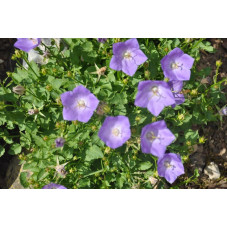 Campanula carpatica