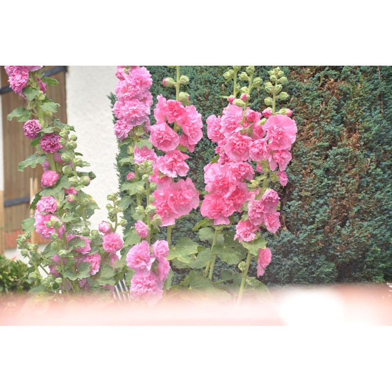 Alcea ( rose trémière ) Alcea ( rose trémière )