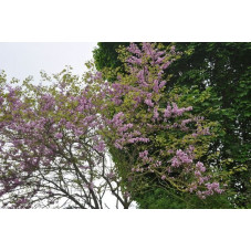 arbre de judée en fleurs au printemps